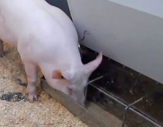 Сорго в раціоні свиней підходить для беконної відгодівлі